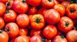 Tomate: declaran alerta fitosanitaria por presunta detección de un virus