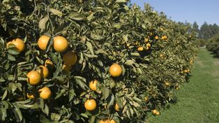 Citrus: invertirán 43 millones para combatir el HLB