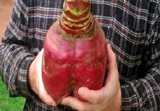 En Valle María sacaron  un rabanito gigante.   Foto: Momento de Campo