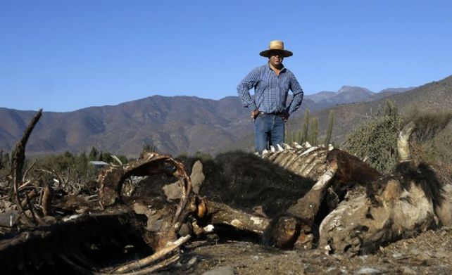 Muertes raras. Las enigmáticas muertes de animales revivió al mítico depredador.&nbsp;