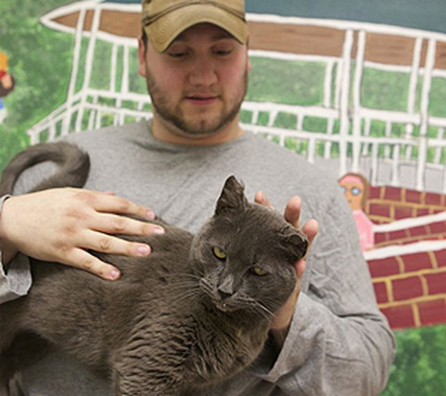 La gata fue reconocida gracias a un chip que tiene insertado en el cuerpo.