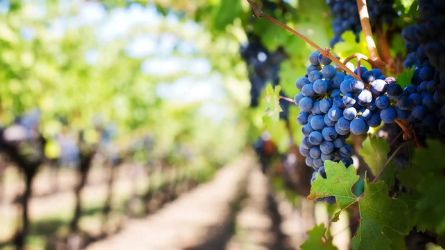 La cepa de uva más común es el Malbec, destinada a la porudcción de vino tinto