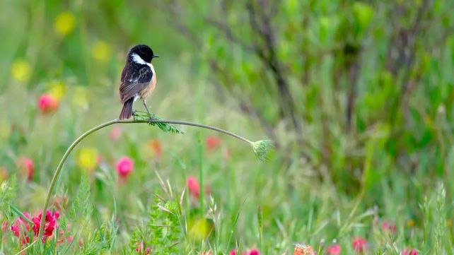 Imágenes que reflejan la maravillosa vida silvestre