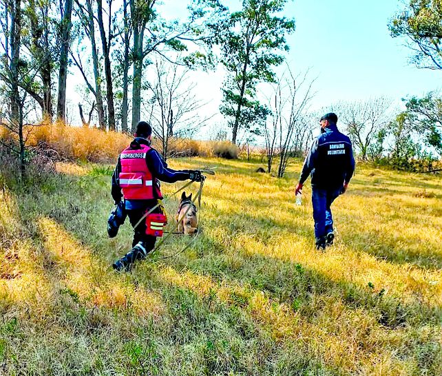 Los perros operativos deben entrenar a diario y someterse junto a sus guías a certificaciones periódicas.