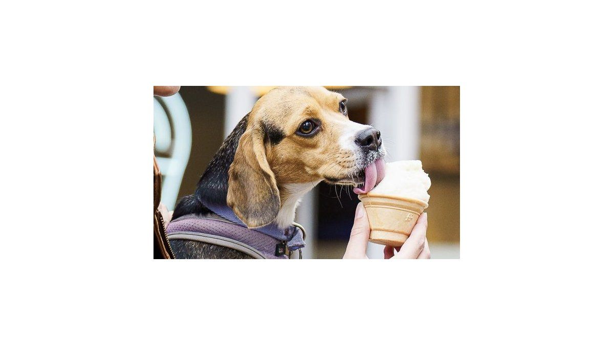 Son de Rafaela y trajeron a Rosario helados para mascotas