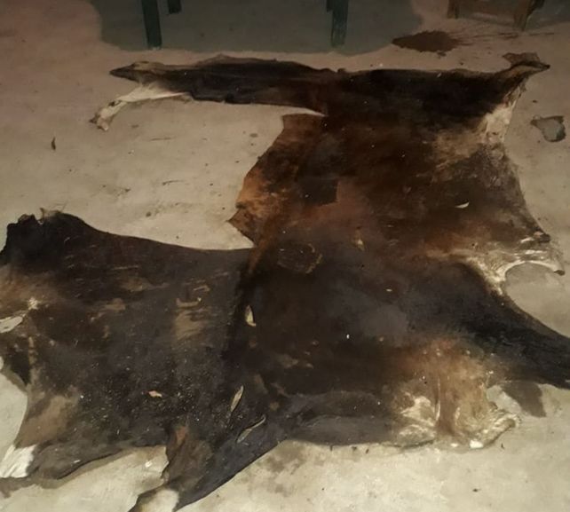 Al hombre de 45 años se le encontraron en el vehículo el cuero y la cabeza del animal y 150 kilos de carne.