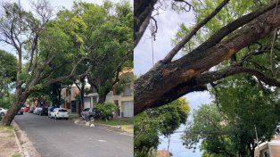 Advierten por un árbol a punto de caer en Paraná.