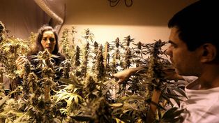 Farmacias que vendan marihuana en Uruguay tendrán un 30% de ganancia
