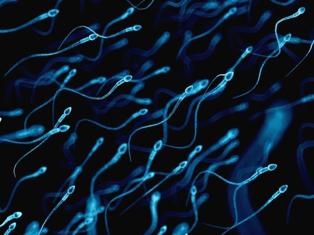 nadando. Millones de espermatozoides buscan fertilizar el óvulo cada vez que hombre y mujer tienen relaciones