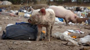Aumentaron los casos de triquinosis en el sur provincial y emitieron un alerta epidemiológico