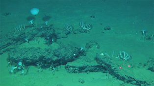 Descubrieron en el Índico un cementerio de ballenas de 5 millones de años