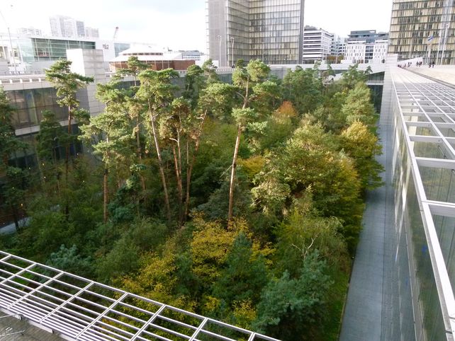 Ciudades verdes: ¿Solución o capricho?