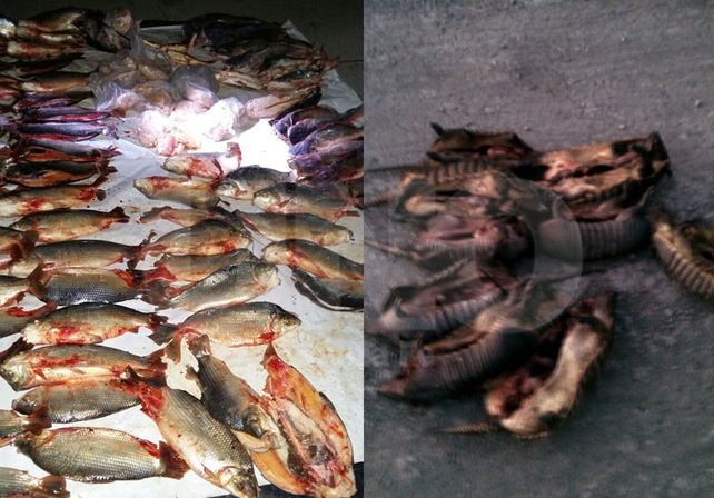 Procedimientos contra la depredación de la fauna autóctona en Santa Fe