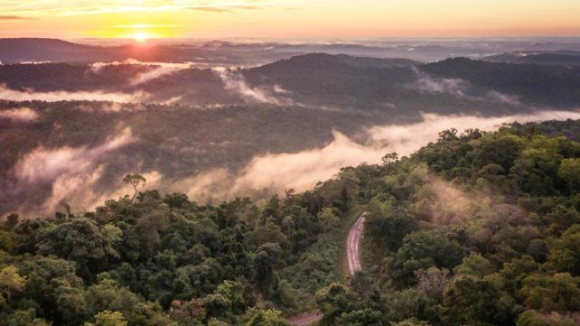 Senderos en la selva