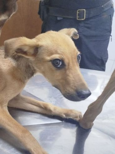 Maltrato animal: los proyectos para modificar la ley borran un punto clave