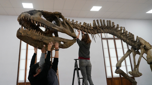 Las copias de los fósiles hallados en Sudamérica a la mano de chicos y grandes en el Museo Gallardo.&nbsp;