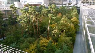 Ciudades verdes: ¿Solución o capricho?