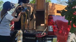 Galgos rescatados antes de disputarse una carrera ilegal en Santo Tomé.
