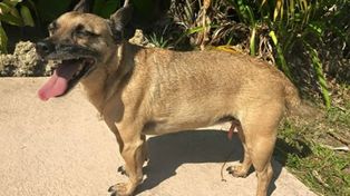 Lo despidieron por publicar en Facebook que quería casarse con su perro