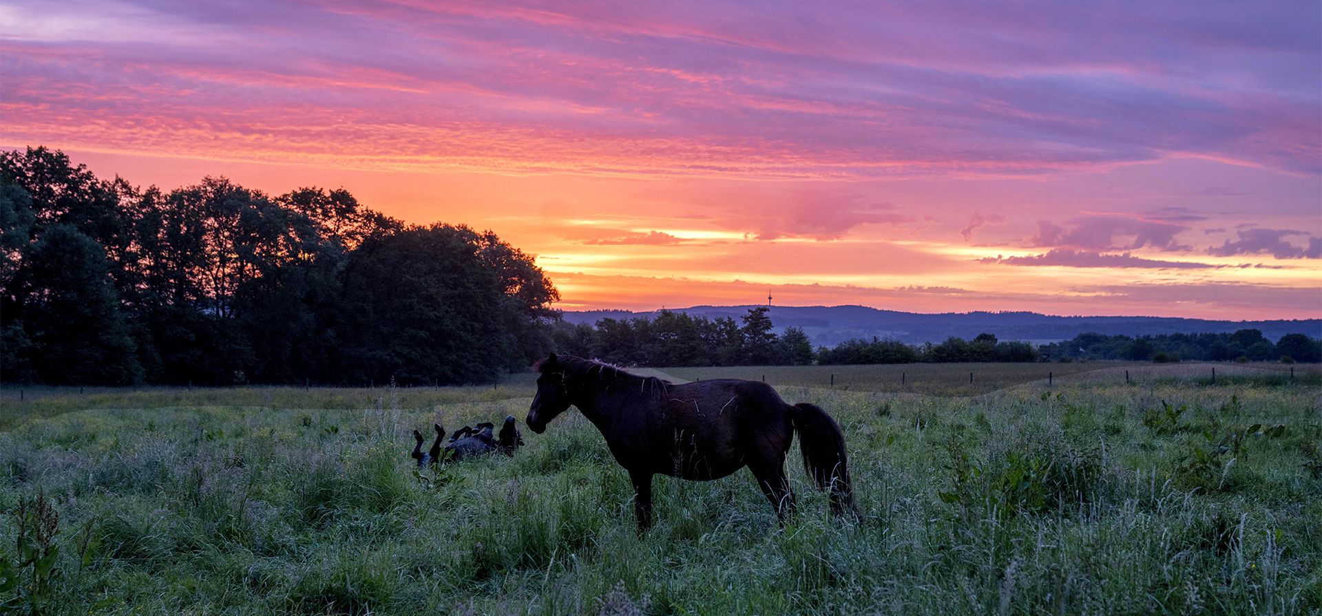 Un caballo islandés se para mientras otro yace en un prado de una yeguada en Wehrheim, cerca de Frankfurt, Alemania, antes del amanecer del lunes 23 de mayo de 2022.