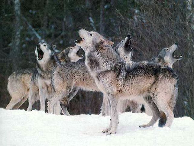 ¿Por qué aúllan los lobos? Una prueba de amistad