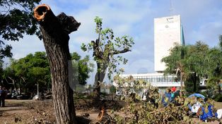 Conservar el arbolado, el principal desafío ambiental de Santa Fe