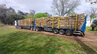 Ruta 94: Papel Prensa comenzó a operar con los primeros bitrenes de 75 toneladas desde Teodelina hacia Buenos Aires
