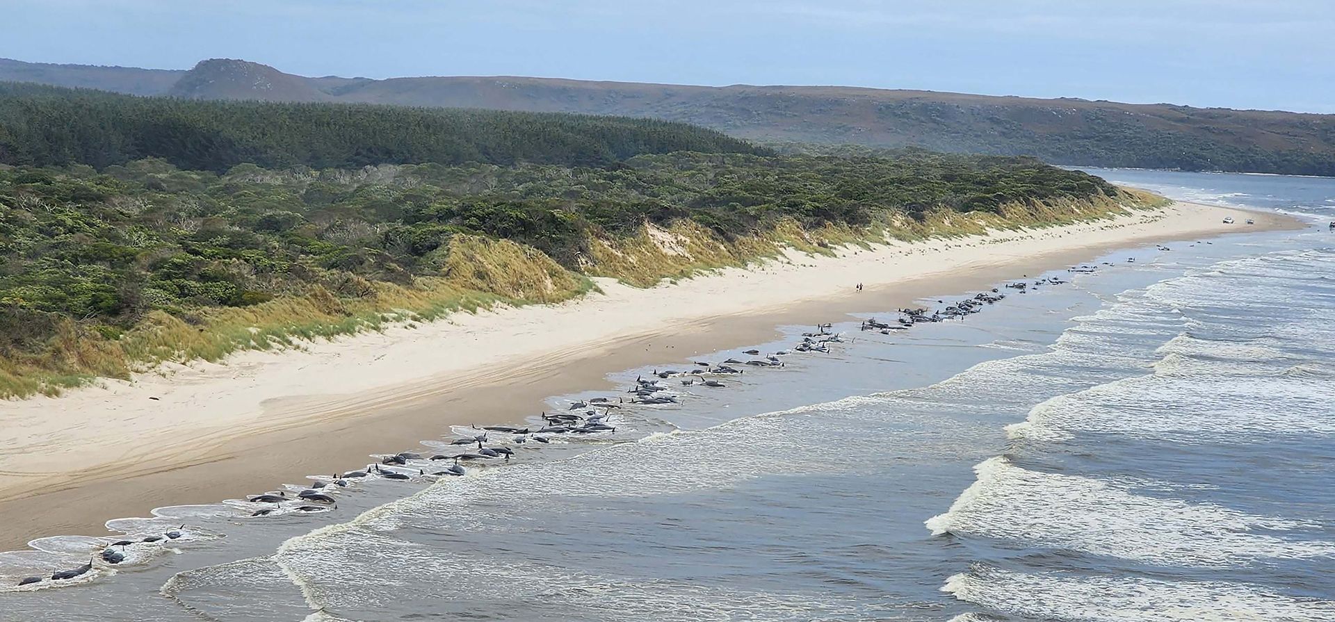Ballenas varadas en Ocean Beach en el puerto de Macquarie, en la costa oeste de Tasmania, Australia, el miércoles 21 de septiembre de 2022. Unas 200 ballenas piloto han muerto ahora de un grupo de unas 230 que se quedaron varadas esta semana en la salvaje y remota costa oeste de Tasmania.