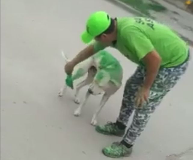 Un grupo de militantes pintó a un perro del color de su candidato