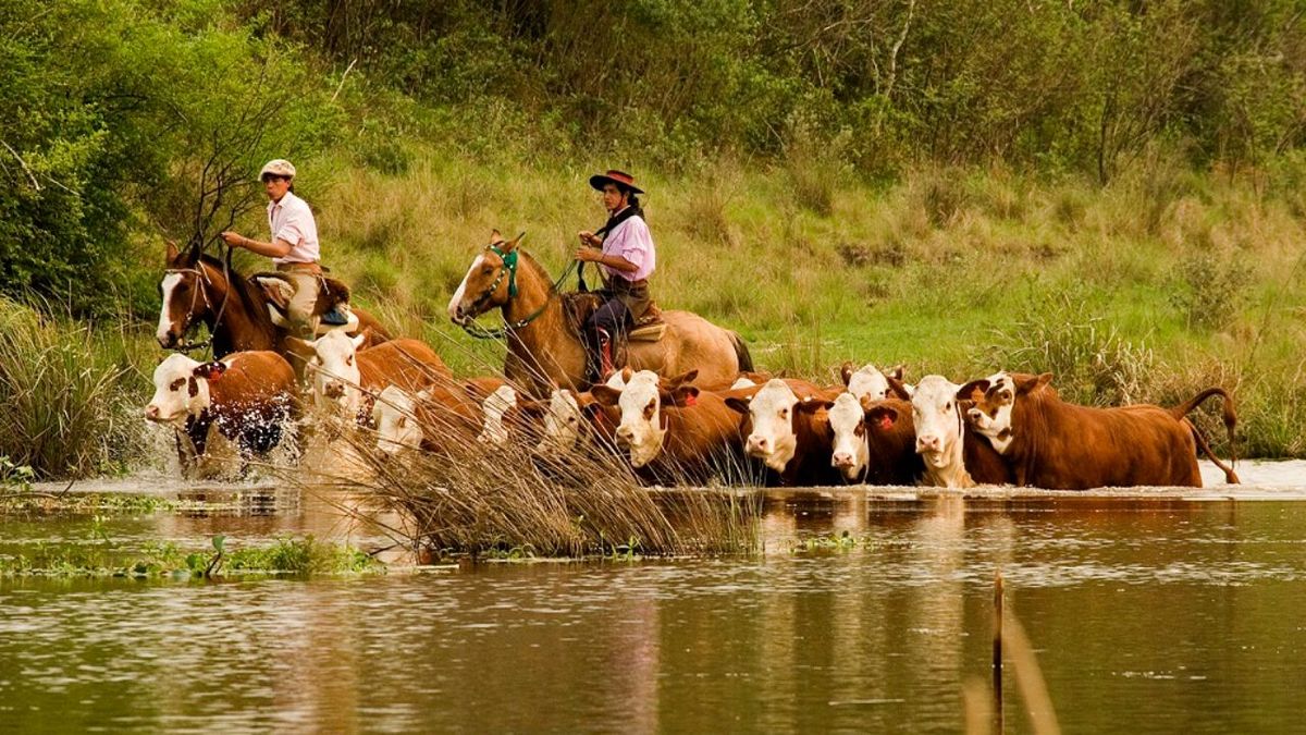 Crecida del río Paraná: cómo es la tarea de los baqueanos para evacuar el ganado de las islas por El Niño