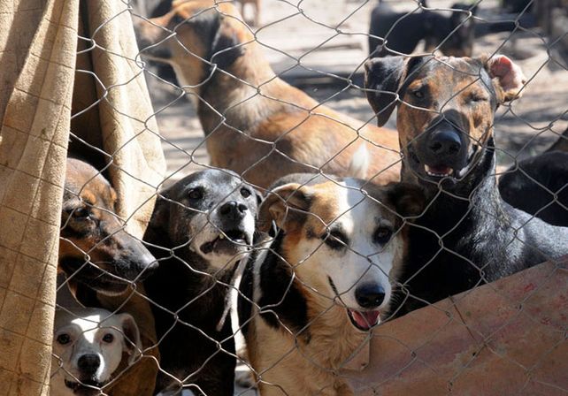 Precario. Los más de 100 canes reciben poca atención en el lugar.