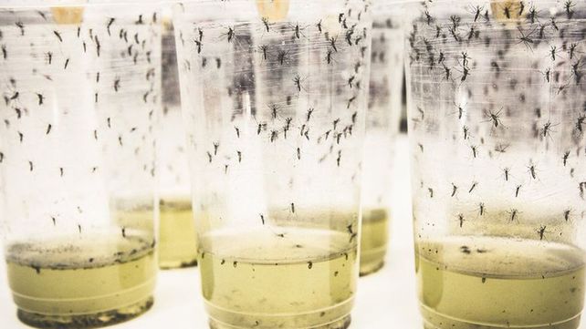 Dengue: el revolucionario experimento con mosquitos que reduce una pandemia silenciosa