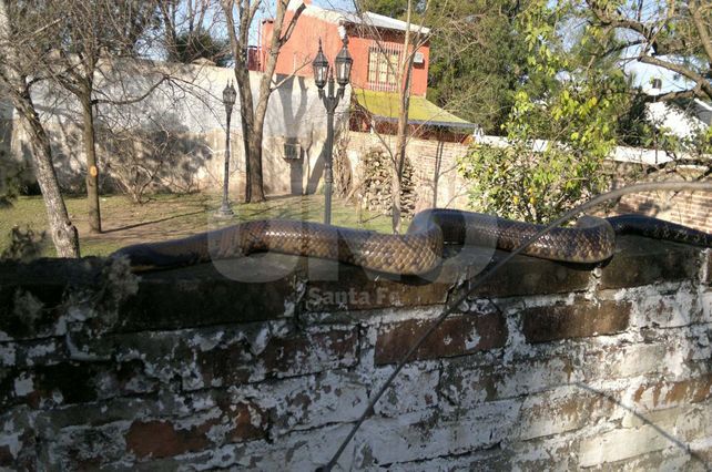 Un corondino halló una curiyú en el tapial de su casa