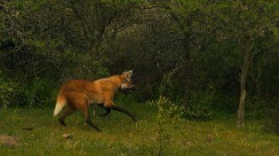 Rescataron un aguará guazú en Rosario y lo liberaron en una zona rural de Santa Fe