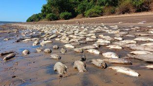 Una gran cantidad de peces aparecieron muertos a orillas del arroyo Yuquerí Chico.&nbsp;