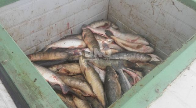 Los ejemplares estaban en diferentes embarcaciones.