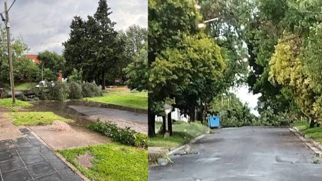Temporal causó estragos en Paraná: árboles caídos, cortes de luz y daños en casas