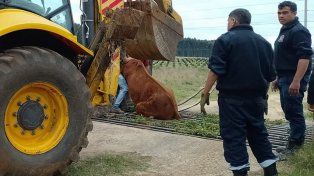 Equino rescatado entre los hierros en Concordia