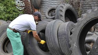 Dengue: ya suman 10 los casos en la ciudad y 81 en la provincia