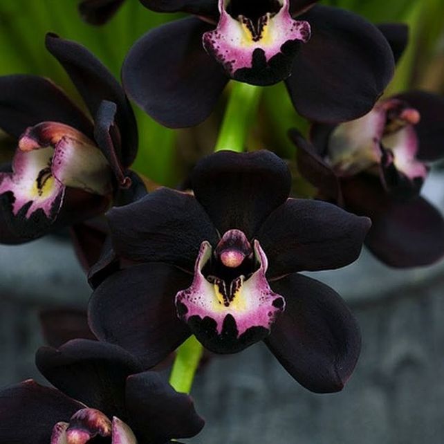 Convocan a descubrir mitos y leyendas sobre las orquídeas