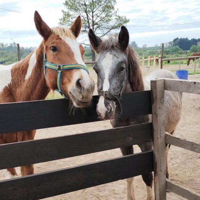 Veinte equinos esperan recuperarse de la tracción a sangre.Foto: gentileza Mi reino por un caballo