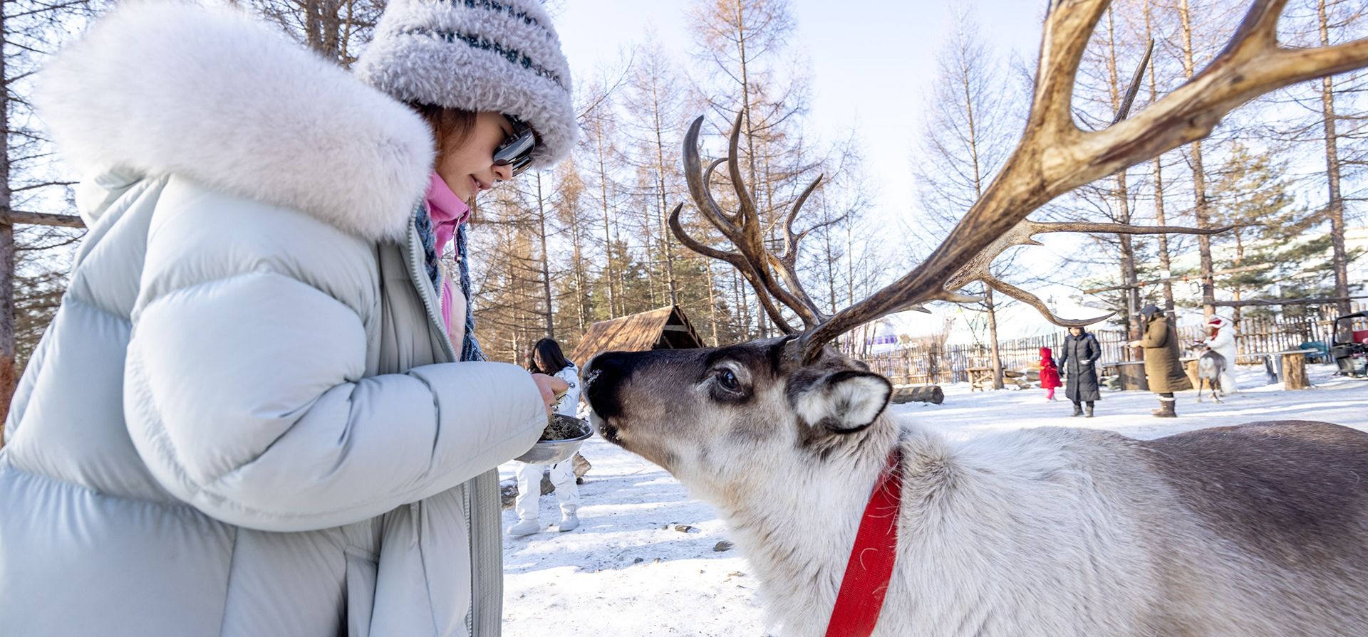 Parque de renos en el pueblo turístico panorámico de la montaña Changbai en Jilin, China, el domingo 21 de diciembre de 2025. (Dan Sandoval/AP Content Services para Turismo de Jilin) Parque de renos en el pueblo turístico panorámico de la montaña Changbai en Jilin, China, el domingo 21 de diciembre de 2025. (Dan Sandoval/AP Content Services para Turismo de Jilin)