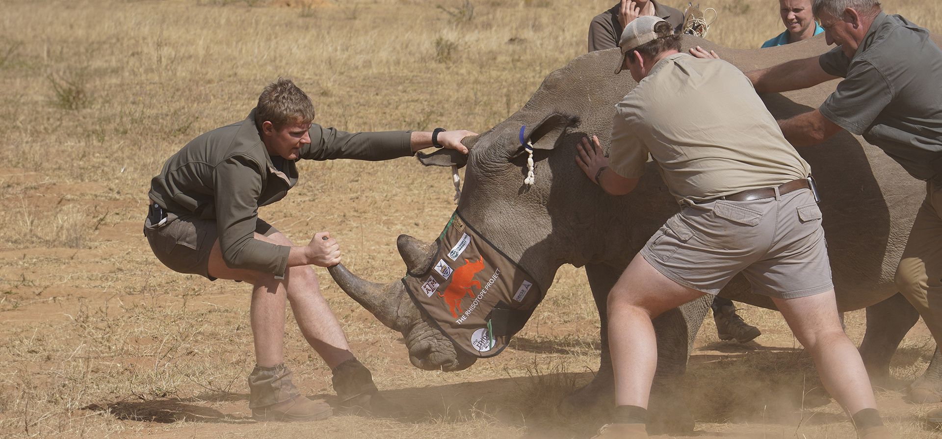 Investigadores preparan un rinoceronte sedado para realizar un agujero en su cuerno e insertar isótopos, en un santuario de rinocerontes en la provincia de Limpopo, Sudáfrica, el 28 de junio de 2024. (AP Foto/Denis Farrell)
