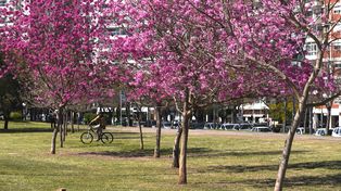 El tiempo en Rosario: martes con cielo despejado y temperaturas primaverales