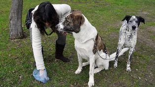 Usarán prueba de ADN para localizar a dueños de perros que no recojan deposiciones