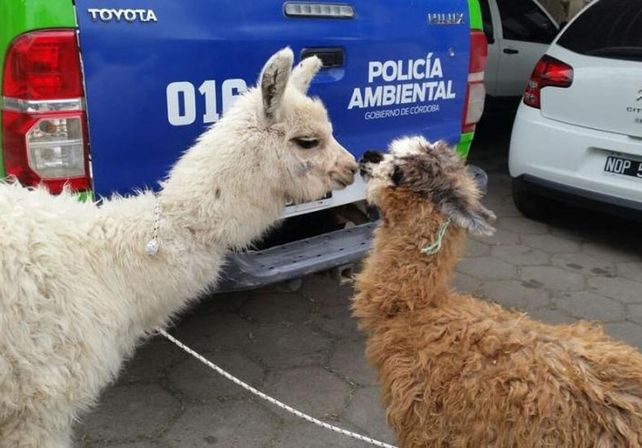 Planeaban traer a Santa Fe dos llamas en el baúl de un auto y los interceptaron