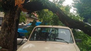 Tras el temporal, las ramas y los árboles caídos lideraron los reclamos