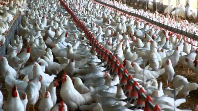 Influenza: Argentina retoma el comercio de productos aviares