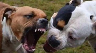 Los perros que atacaron a la beba son de raza pitbull