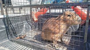 Rescataron a un carpincho que lo tenían como mascota en la casa